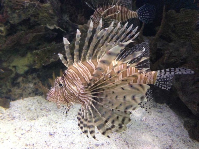 aquarium lionfish
