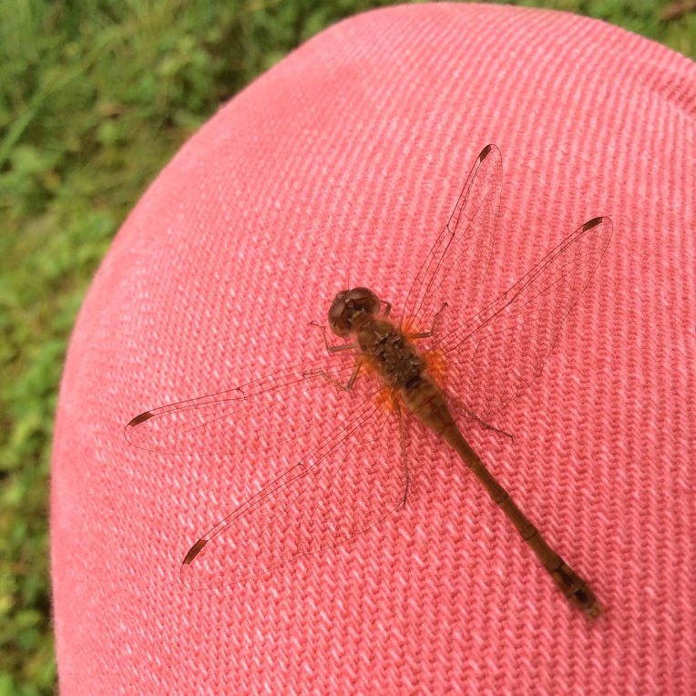 dragonfly on my knee